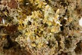 Wulfenite & Green Botryoidal Mimetite Association - Mexico #372082-1